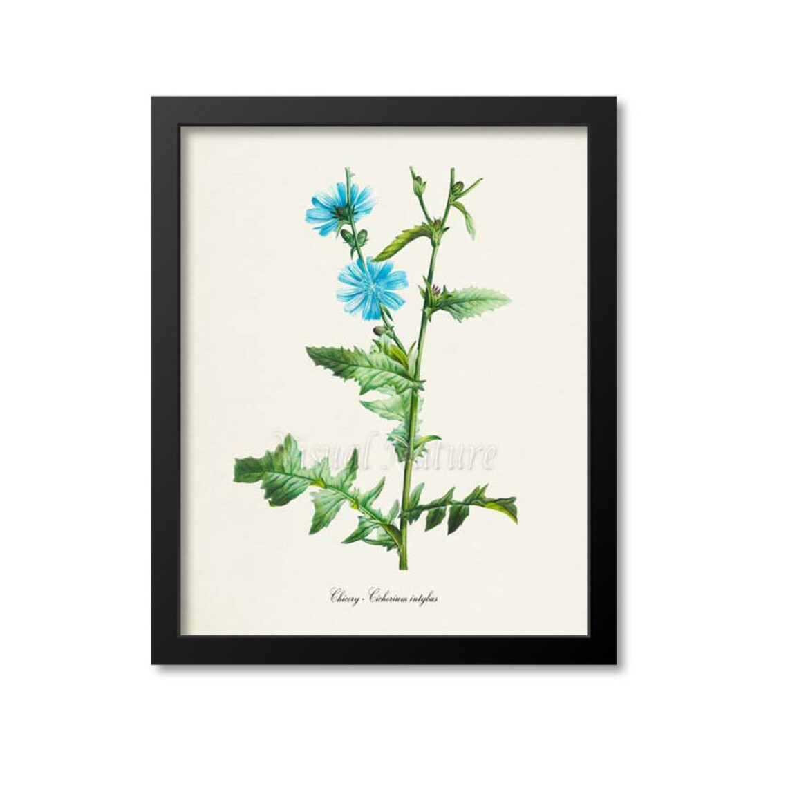 Chicory Flower Botanical Art Print, Blue Cichorium