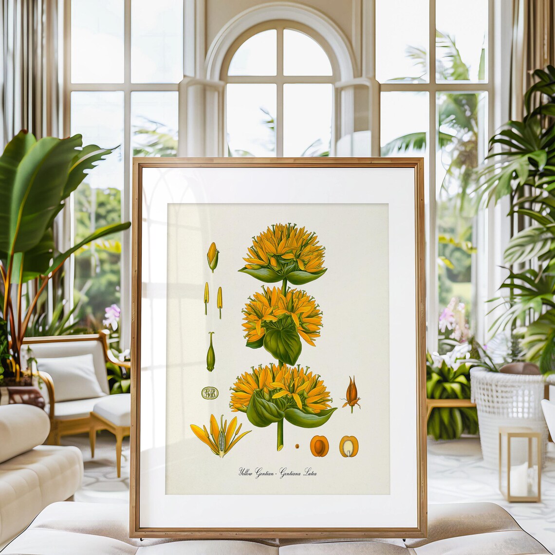 Yellow Gentian Botanical Art Print, Gentiana Lutea - Image 3