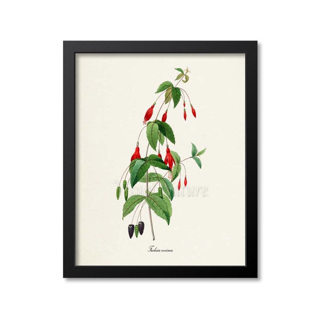 Scarlet Fuchsia Coccinea Botanical Flower Illustration Poster