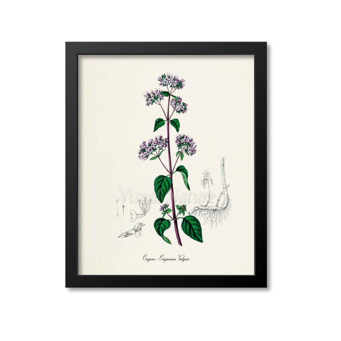 Oregano Botanical Art Print, Origanum Vulgare