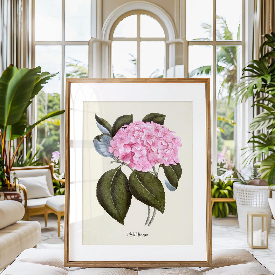 Pink Bigleaf Hydrangea Bloom Cluster Vintage Botanical Study Poster - Image 3