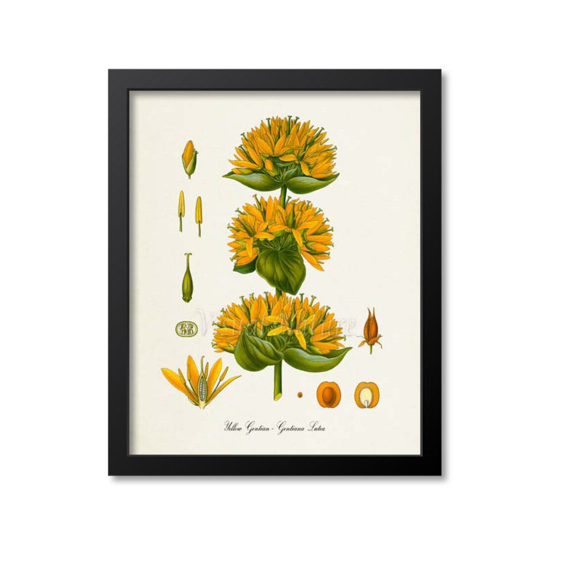 Yellow Gentian Botanical Art Print, Gentiana Lutea