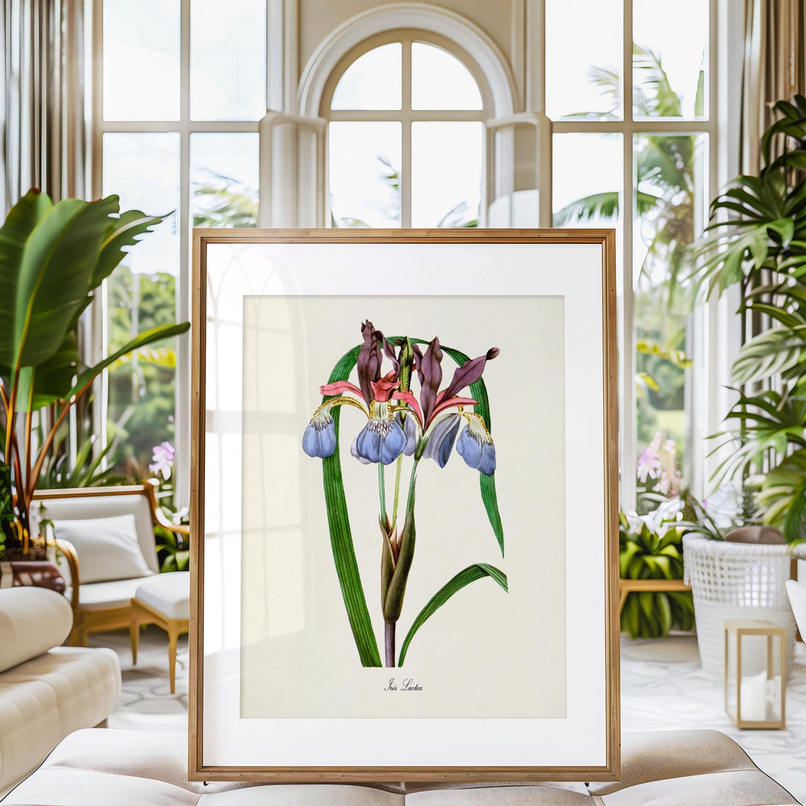 Iris Lactea Blue and Burgundy Botanical Print Vintage Floral Study - Image 3