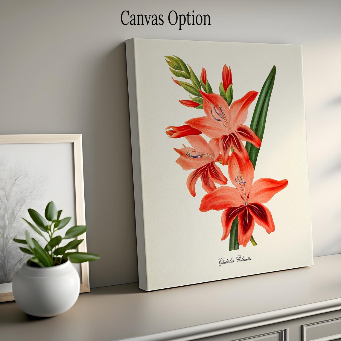 Gladiolus Robinetta Botanical Flower Art Print - Image 2