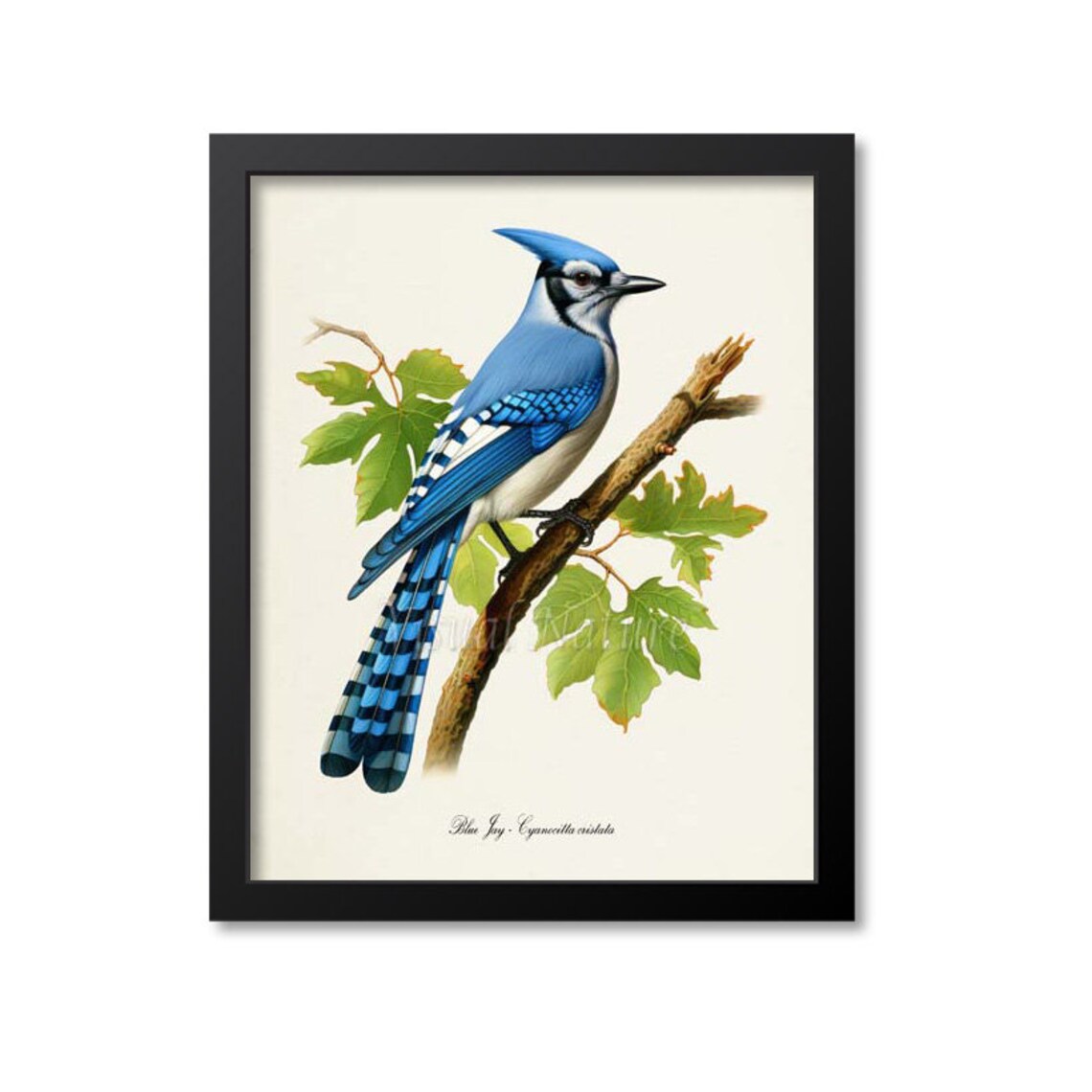 Blue Jay Bird Art Print, Garden Birdwatcher Gift