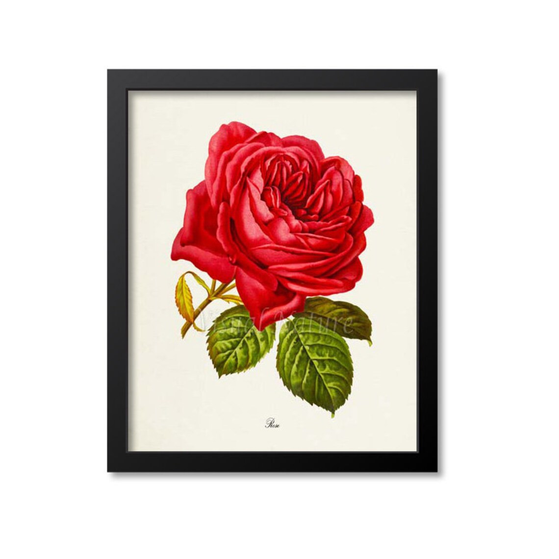 Red Rose Botanical Art Print, Floral Home Decor