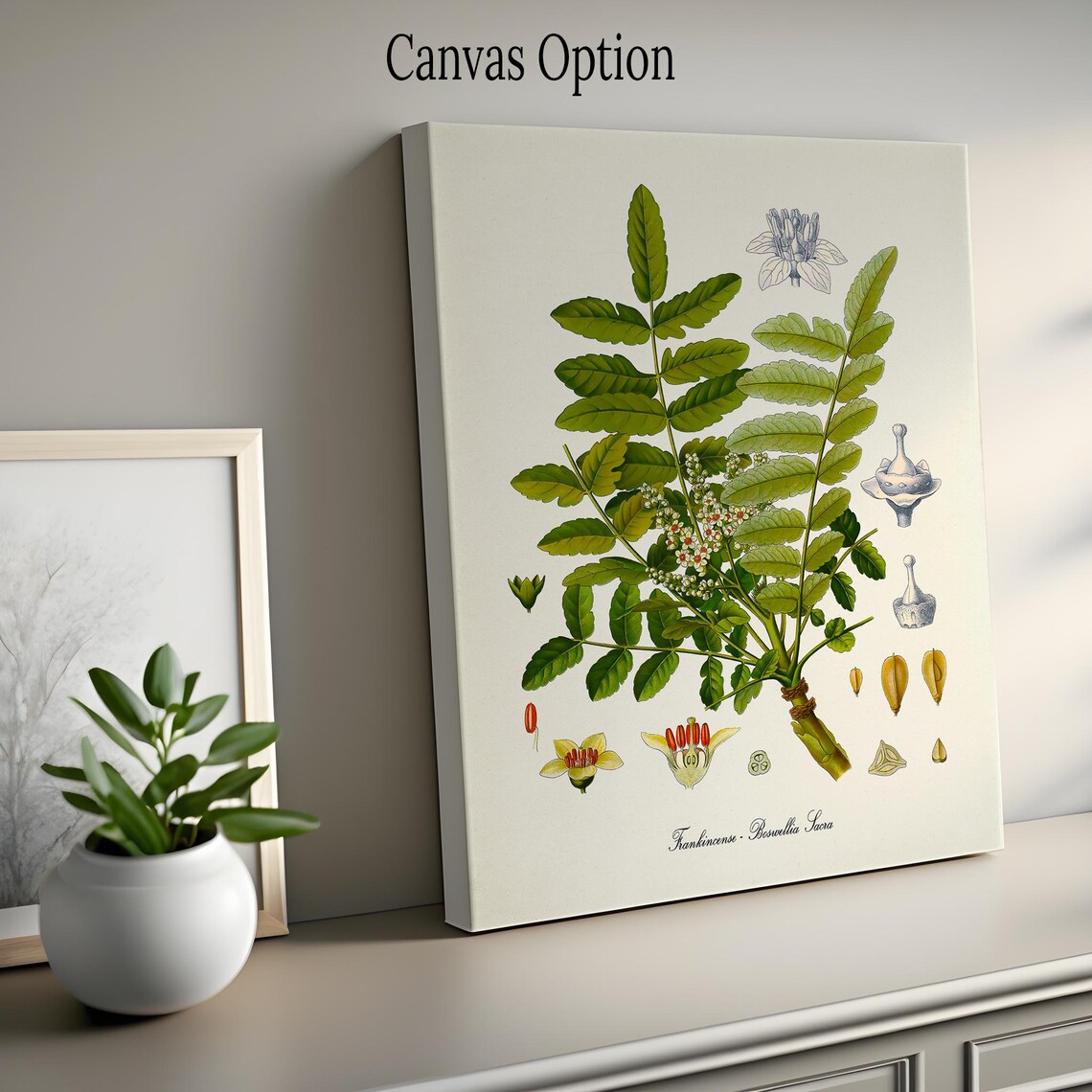 Frankincense Botanical Print, Boswellia Sacra Art Print - Image 2