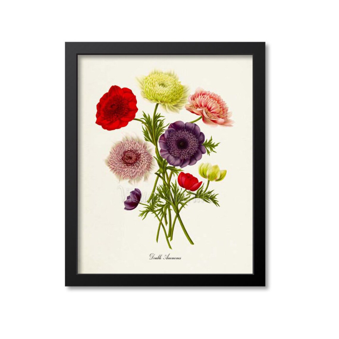 Double Anemones Windflower Botanical Art Print