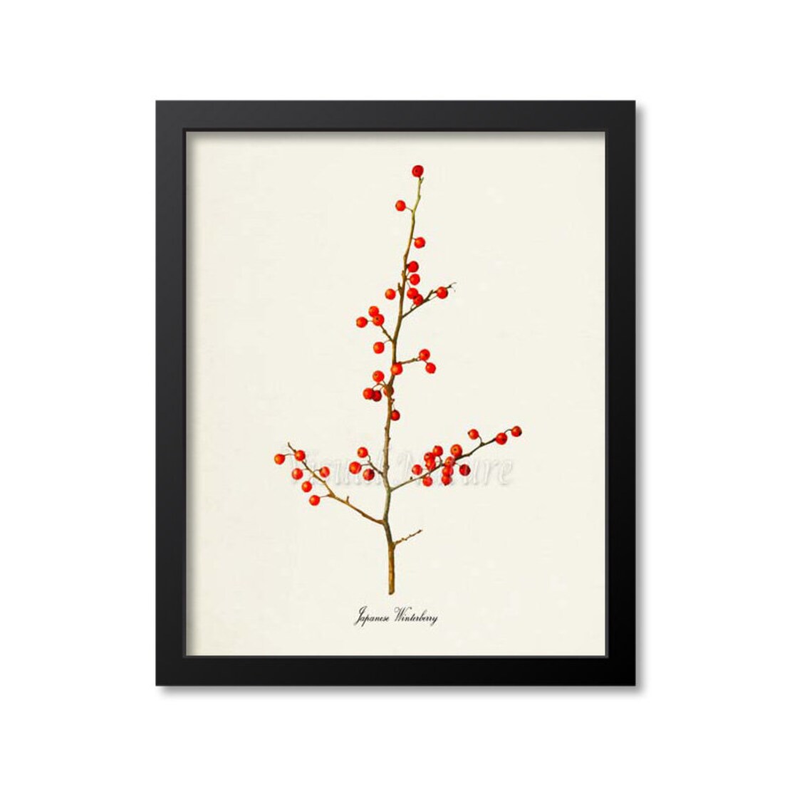 Japanese Winterberry Red Berry Branch Vintage Botanical Art Poster