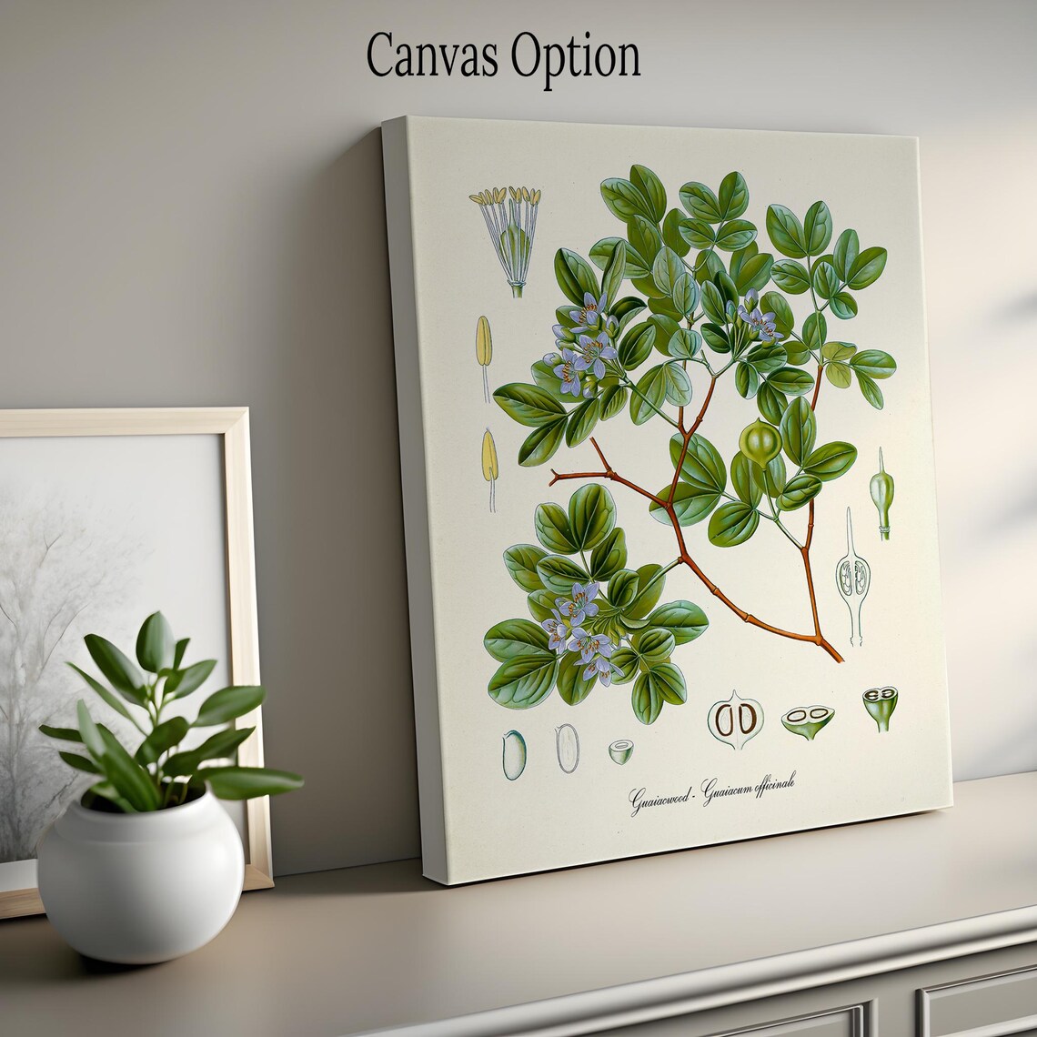Guaiacwood Botanical Art Print, Jamaica Study - Image 2