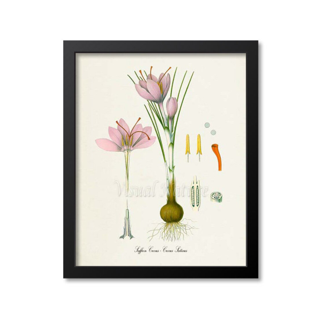 Saffron Crocus Botanical Art Print, Crocus Sativus