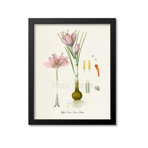 Saffron Crocus Botanical Art Print, Crocus Sativus