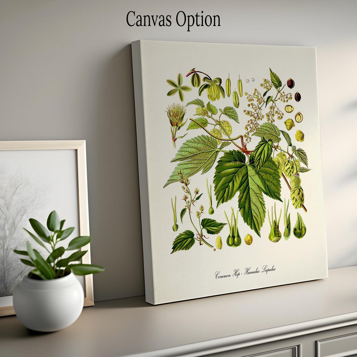 Common Hop Botanical Art Print, Humulus Lupulus - Image 2