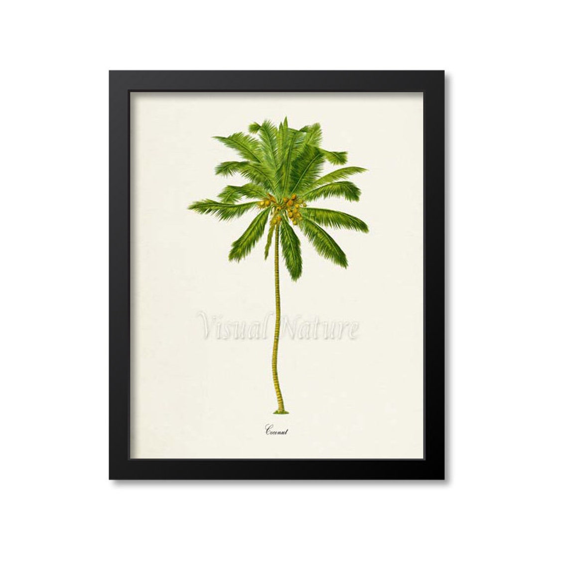 Coconut Palm Tree Vintage Botanical Tropical Illustration Wall Poster