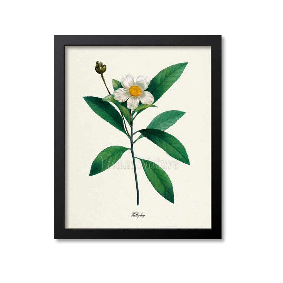 Holly Bay Flower Vintage Botanical Illustration Classic Wall Poster