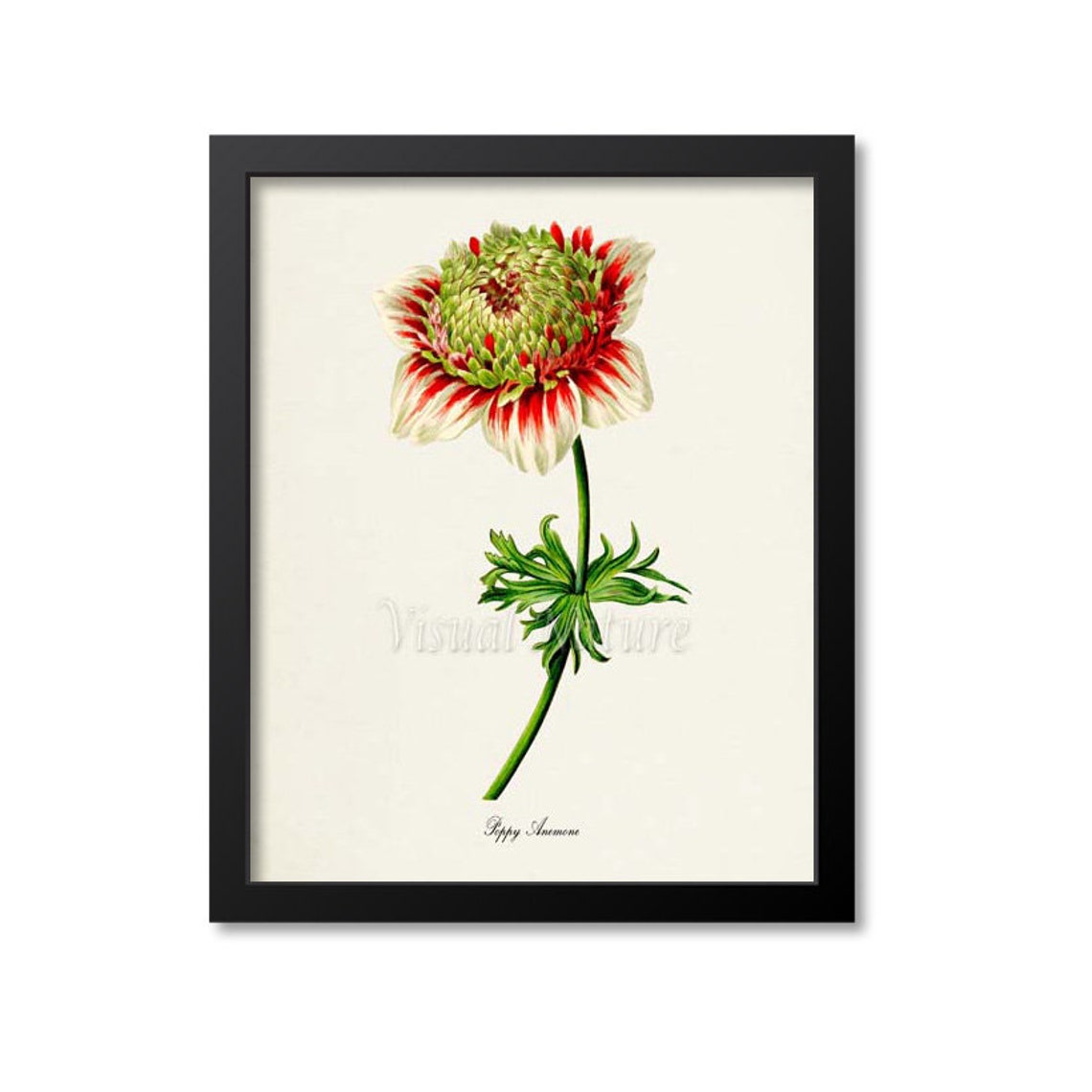 Striped Red and White Poppy Anemone Botanical Flower Classic Poster