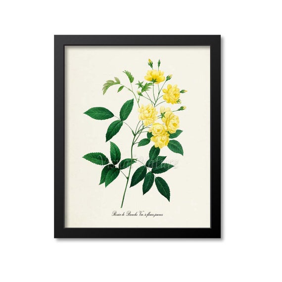 Yellow Rose Botanical Art Print, Floral Study