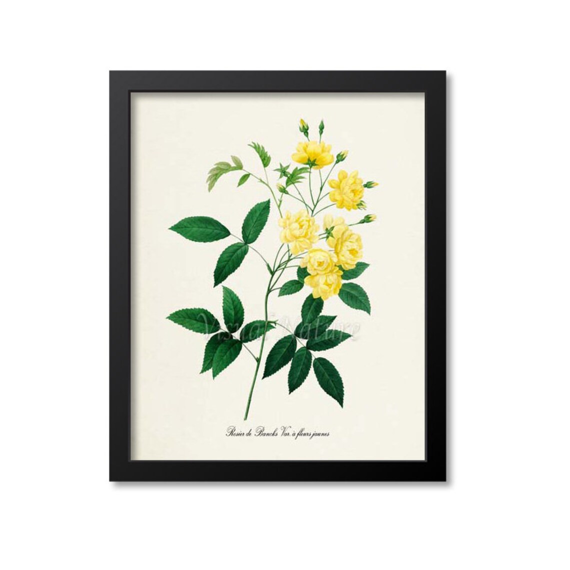 Yellow Rose Botanical Art Print, Floral Study