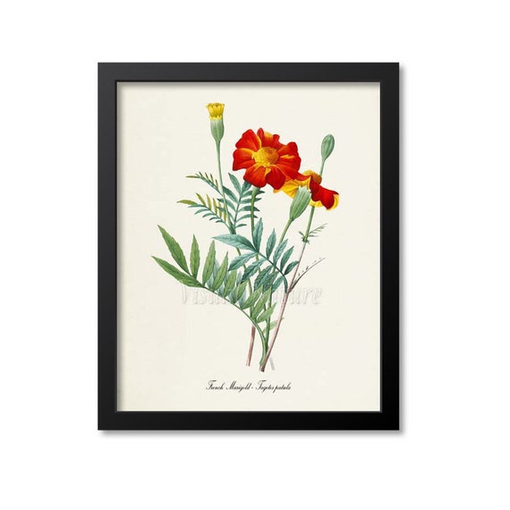 French Marigold Botanical Art Print, Tagetes Patula