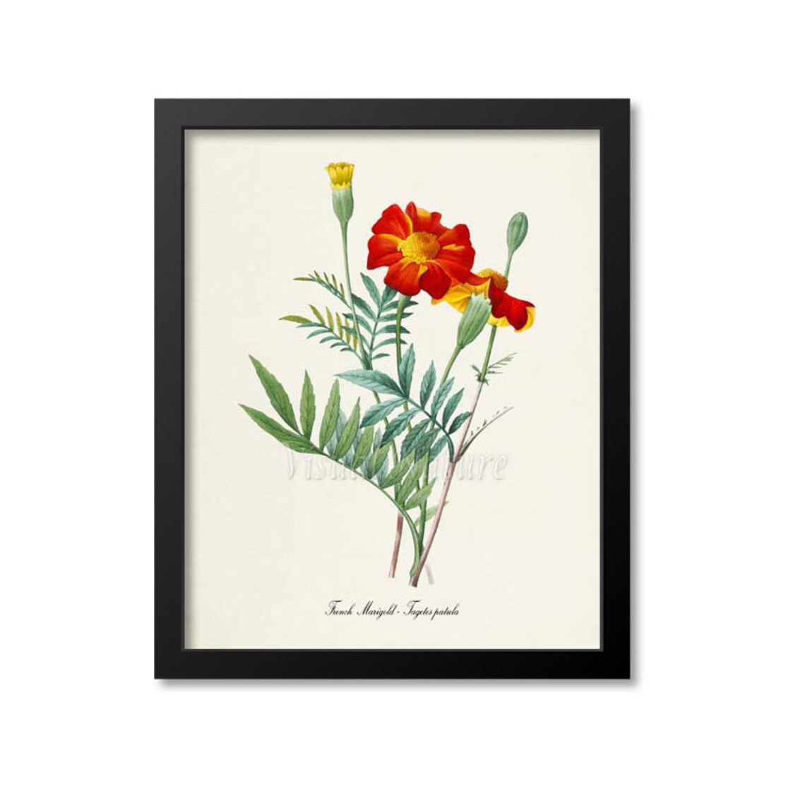 French Marigold Botanical Art Print, Tagetes Patula
