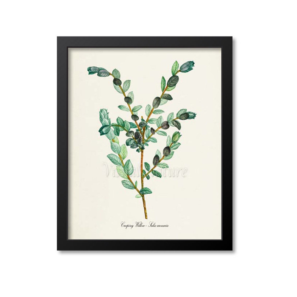 Creeping Willow Salix Arenaria Green Branch Botanical Study Poster