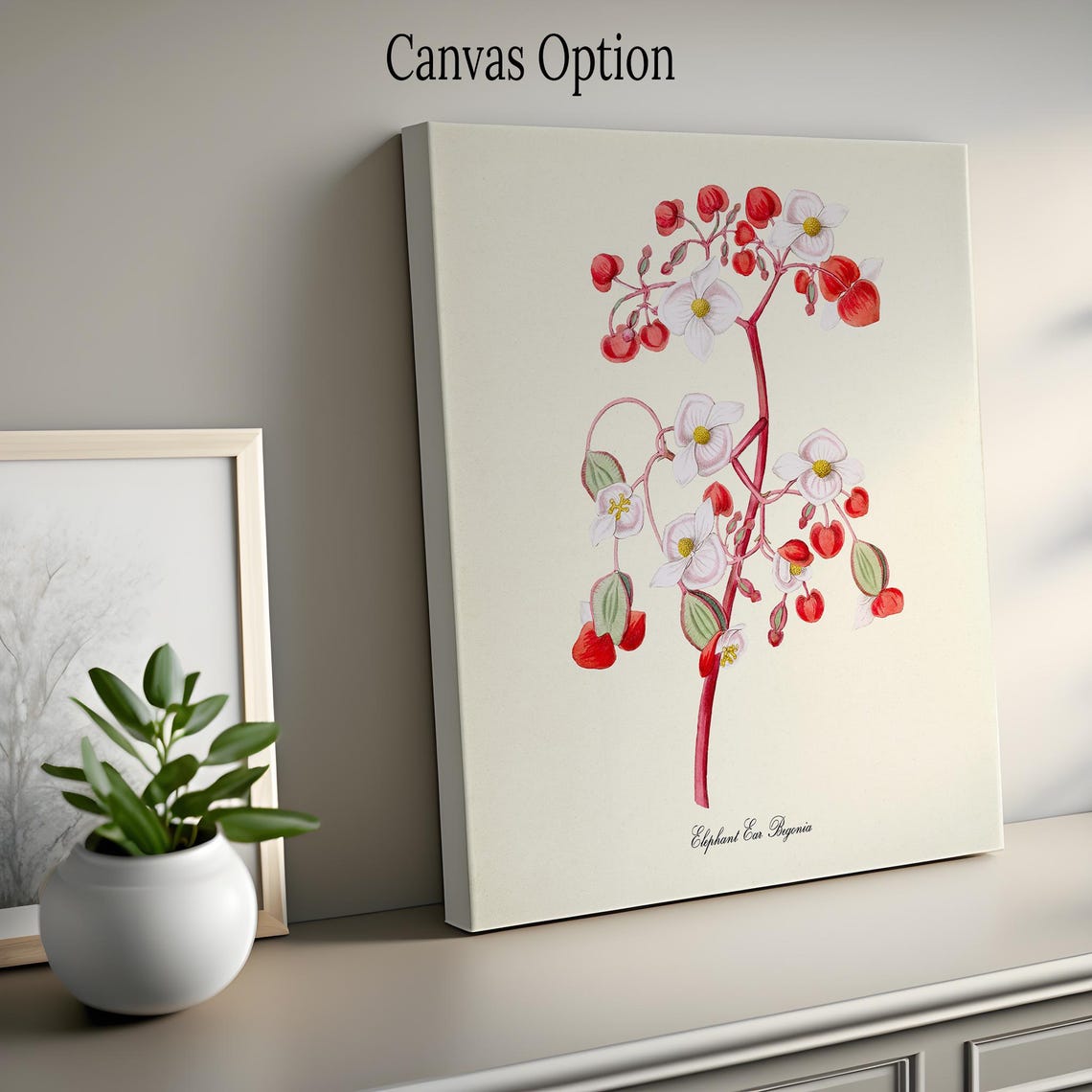 Elephant Ear Begonia Red White Flowers Vintage Botanical Art Poster - Image 2
