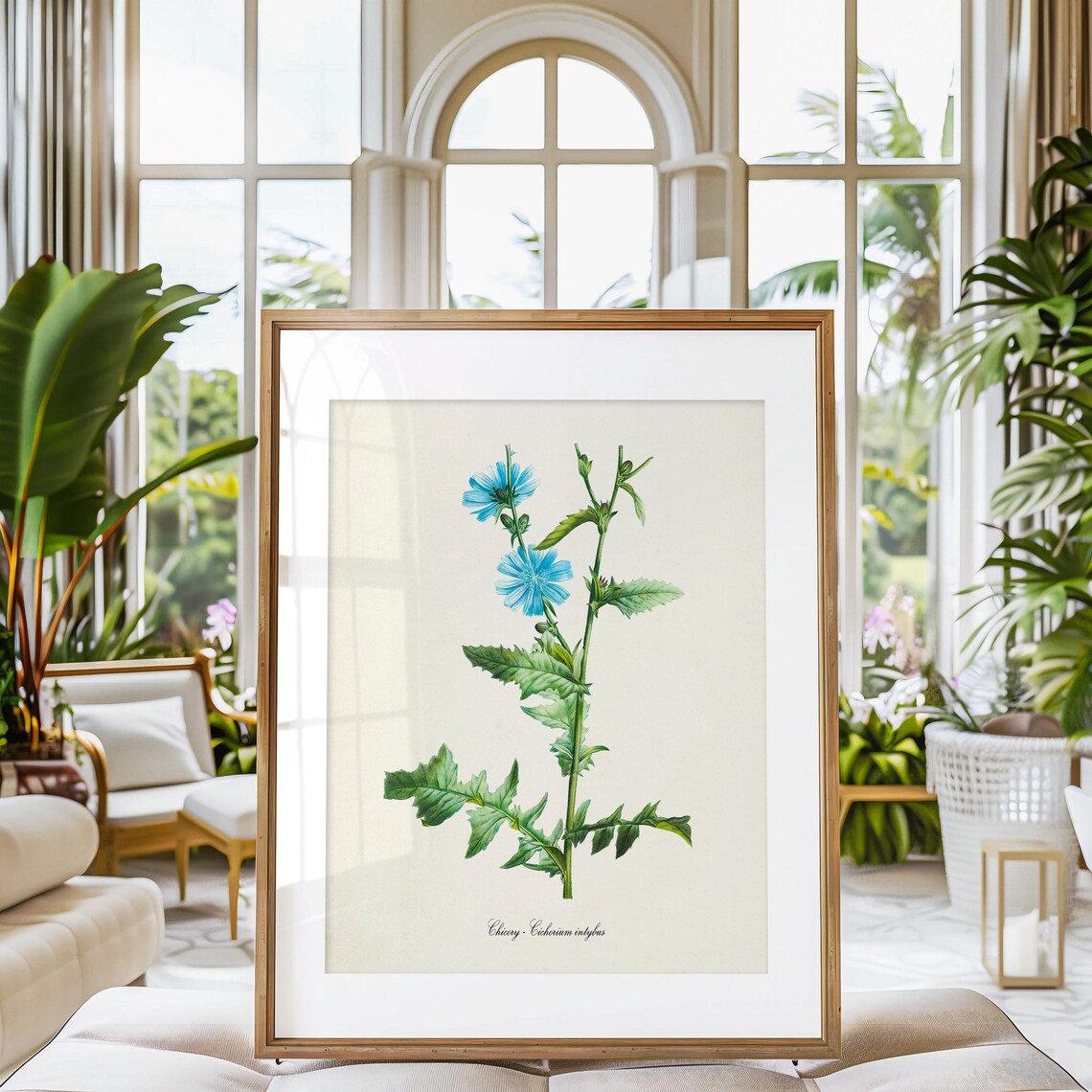 Chicory Flower Botanical Art Print, Blue Cichorium - Image 3