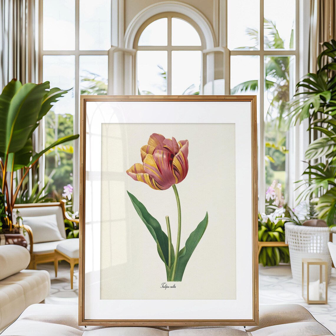 Tulip Flower, Redouté Botanical Art Print, Red and Yellow - Image 3
