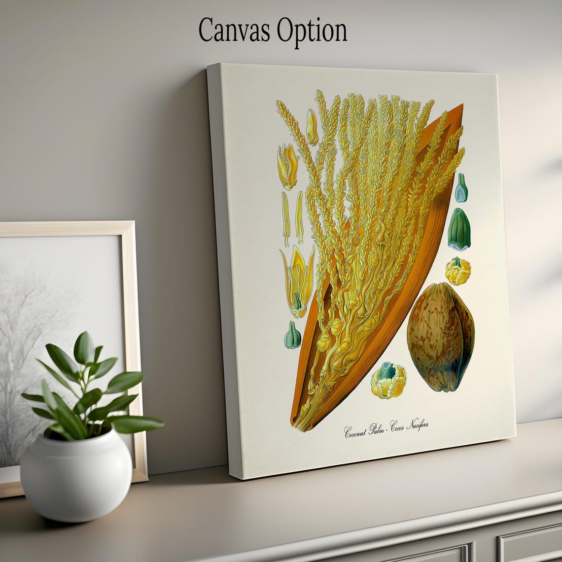 Coconut Palm Cocos Nucifera Golden Blossom Botanical Study Poster - Image 2