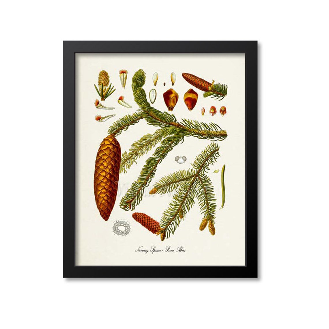 Norway Spruce Picea Abies Cones Detailed Botanical Study Poster
