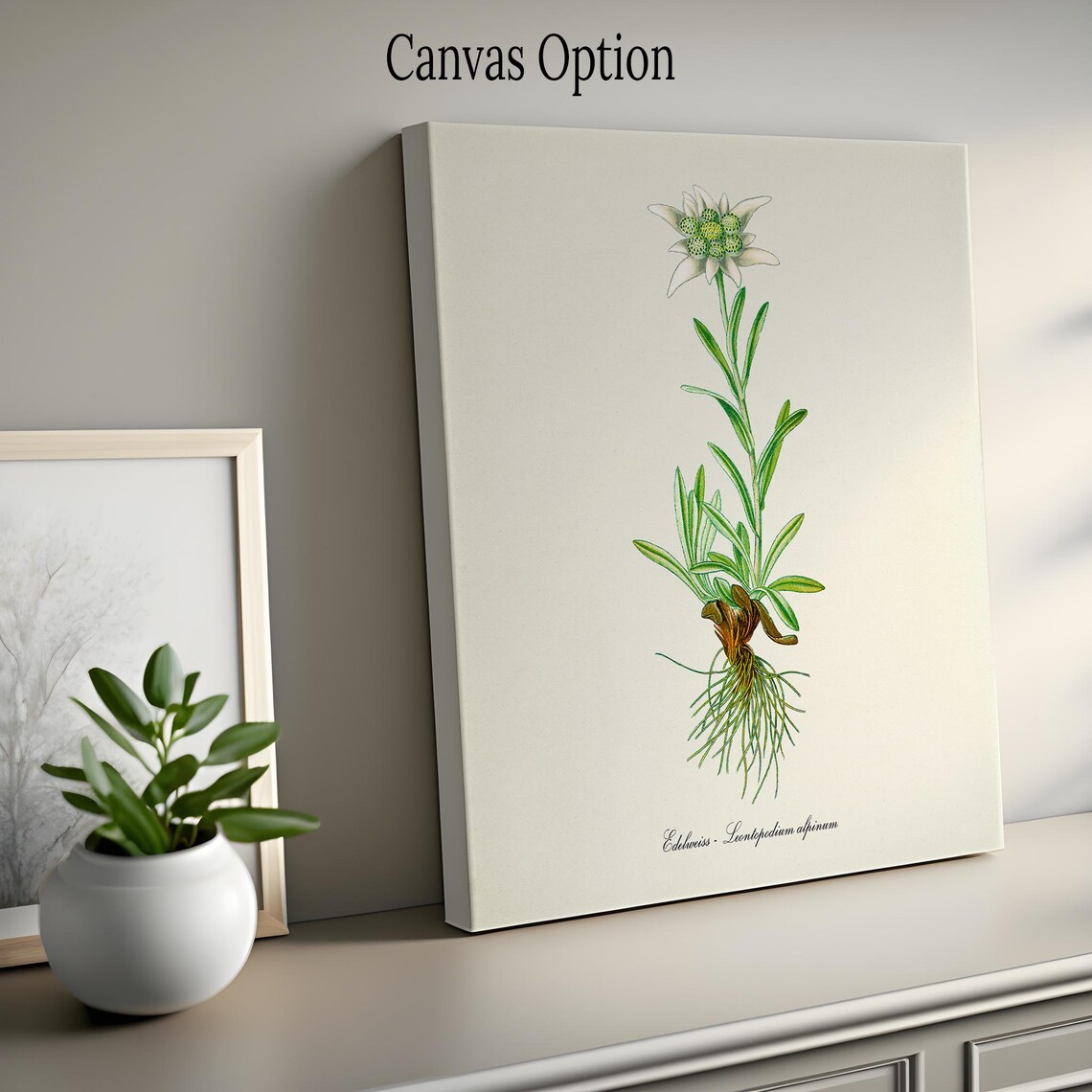 Edelweiss White Flower Botanical Wall Art Print - Image 2