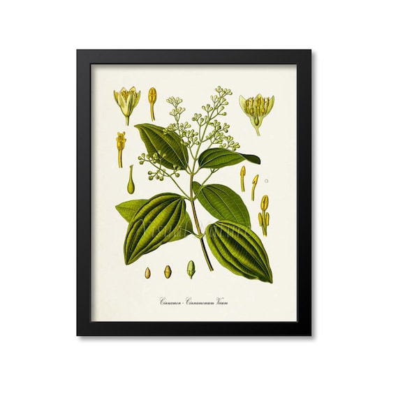 Cinnamon Botanical Art Print, Botanical Decor