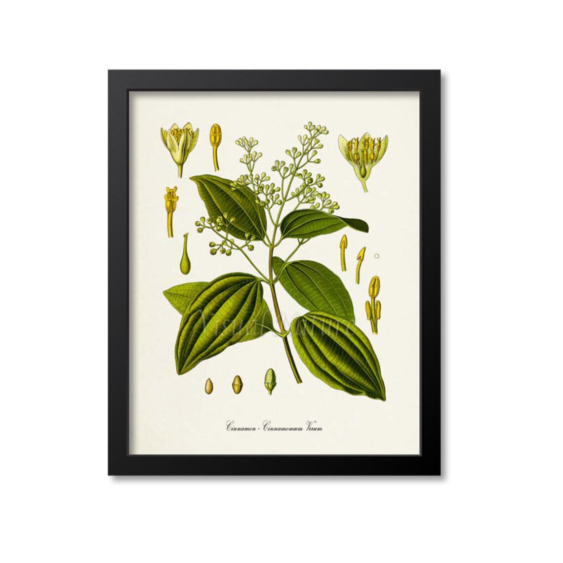 Cinnamon Botanical Art Print, Botanical Decor