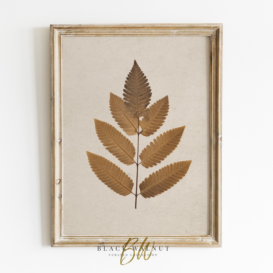 Vintage Pressed Fern Fronds Botanical Antique Herbarium Art Poster