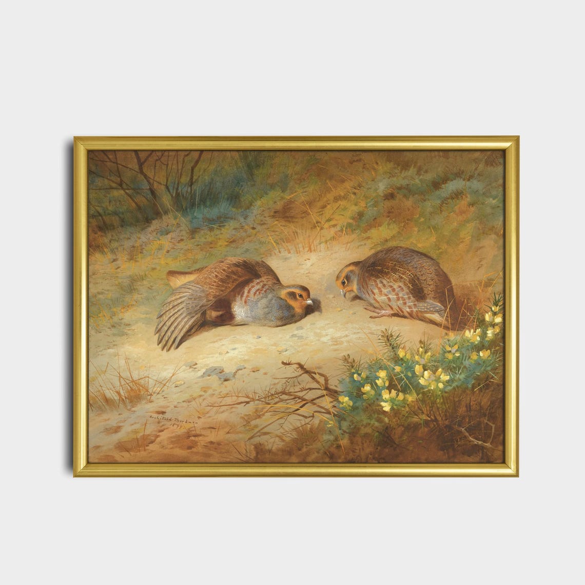 Pair Of Grey Partridges Resting In A Field Vintage Bird Poster - Image 2