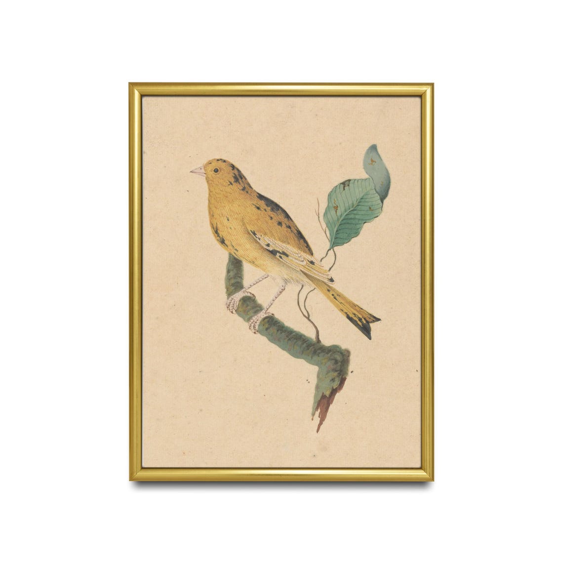 Yellow Bird on Branch Antique Watercolor Bird Illustration Poster - Image 2