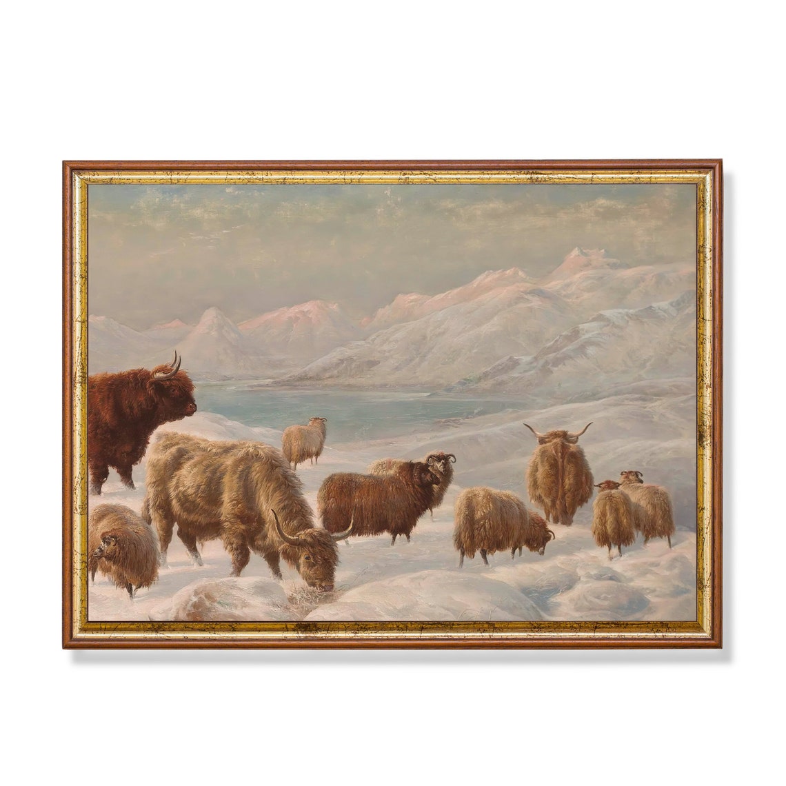 Highland Cattle Herd Grazing in Snowy Mountain Pasture Poster