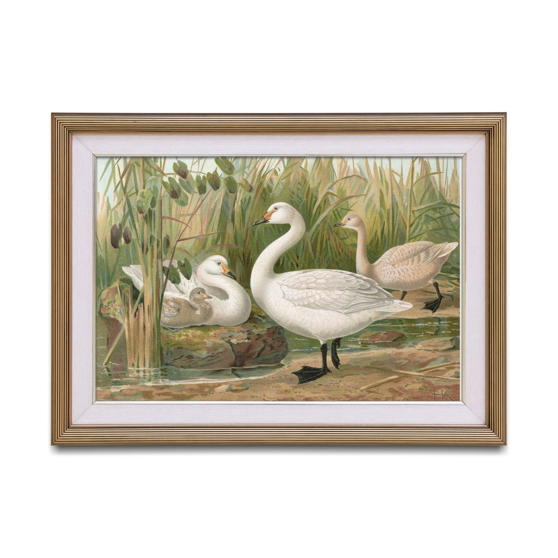 Whooper Swans with Cygnet in Reeds Vintage Naturalist Bird Poster - Image 2