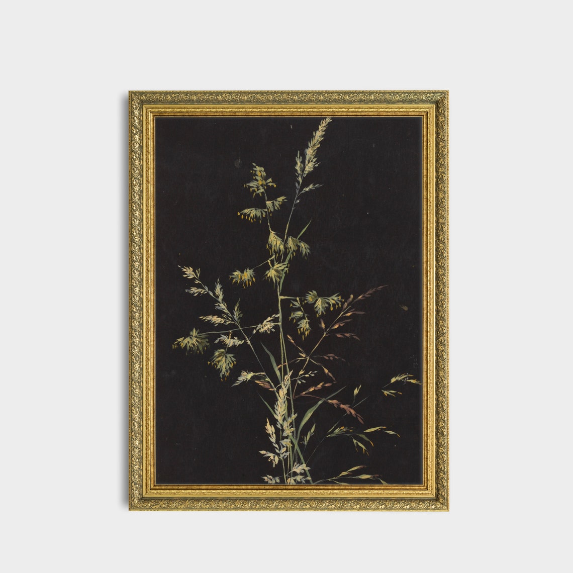 Wild Meadow Grass Sprig on a Black Ground Botanical Study Poster - Image 2