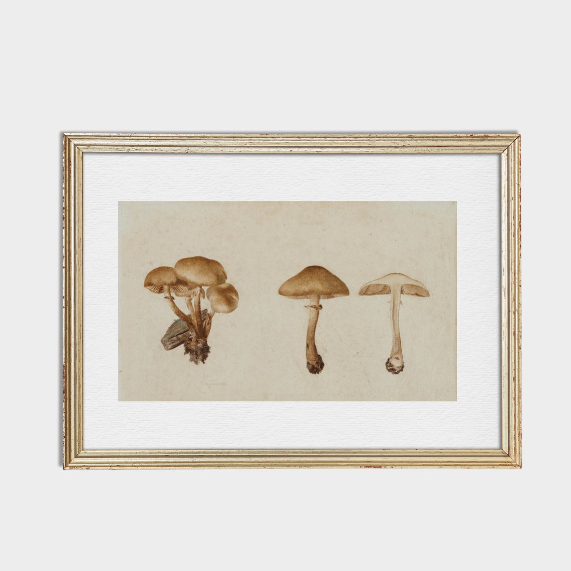 Antique Botanical Study of Brown Mushrooms Watercolor Poster - Image 2