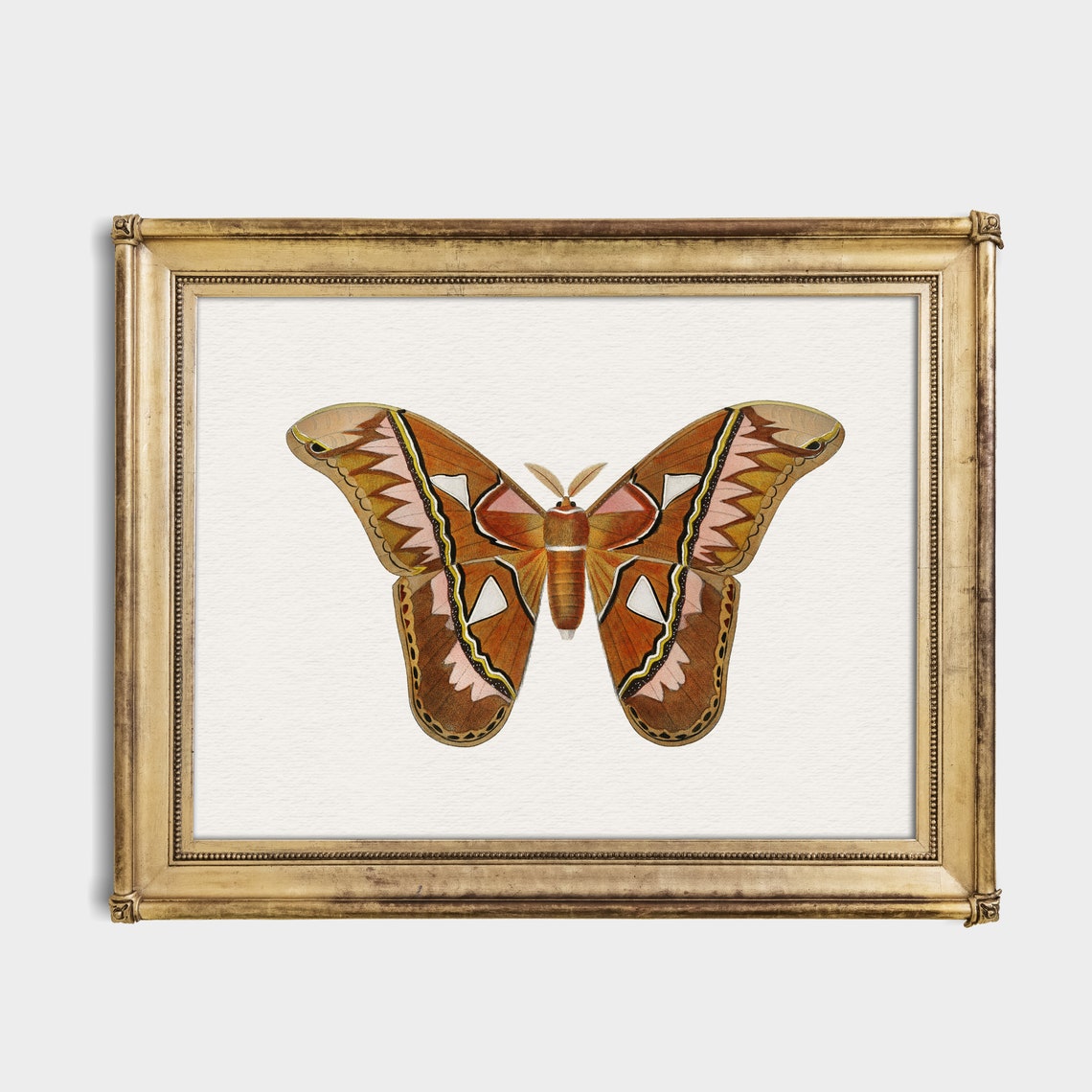 Large Brown Moth Vintage Natural History Illustration Poster - Image 4