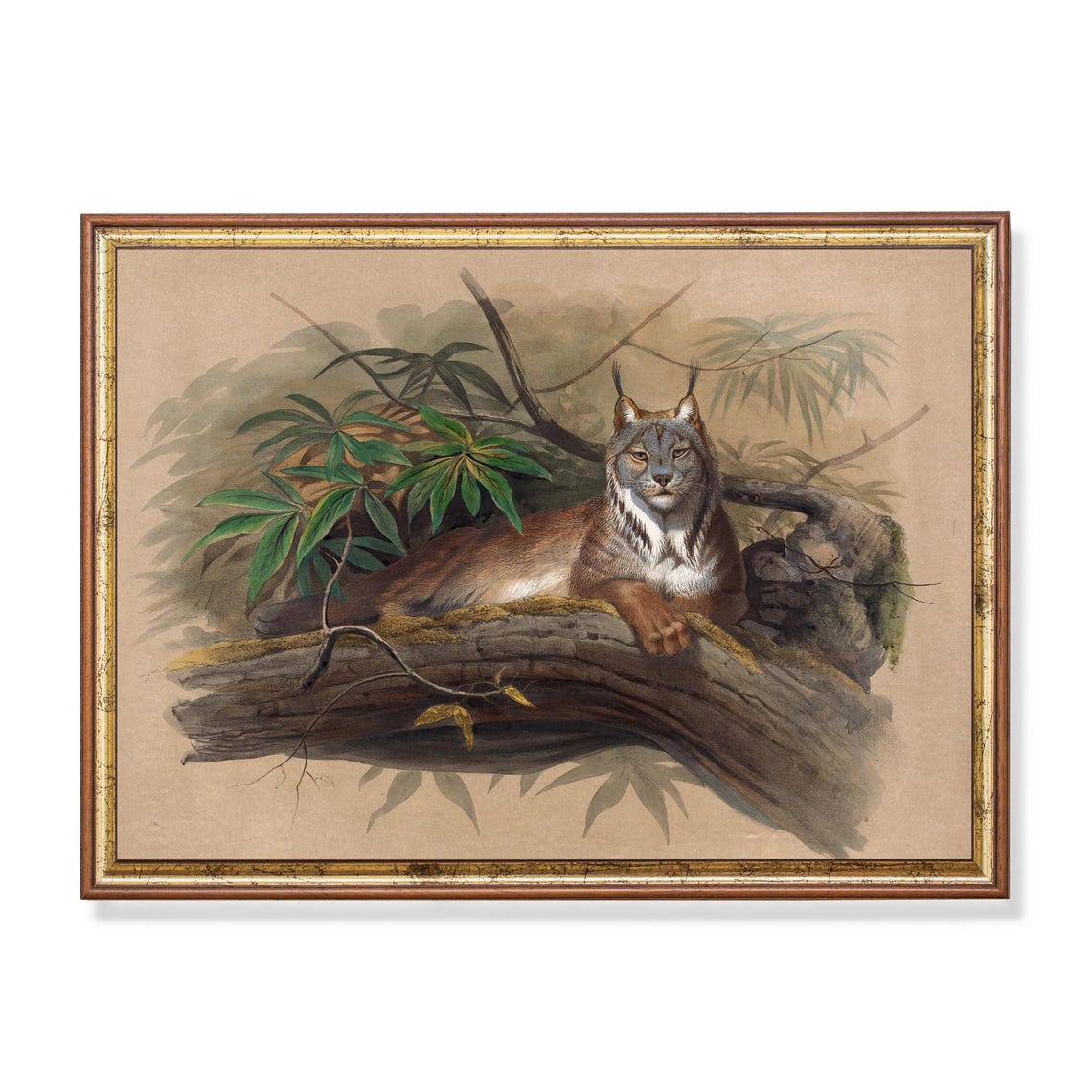 Canadian Lynx Resting on a Tree Branch Vintage Wildlife Poster