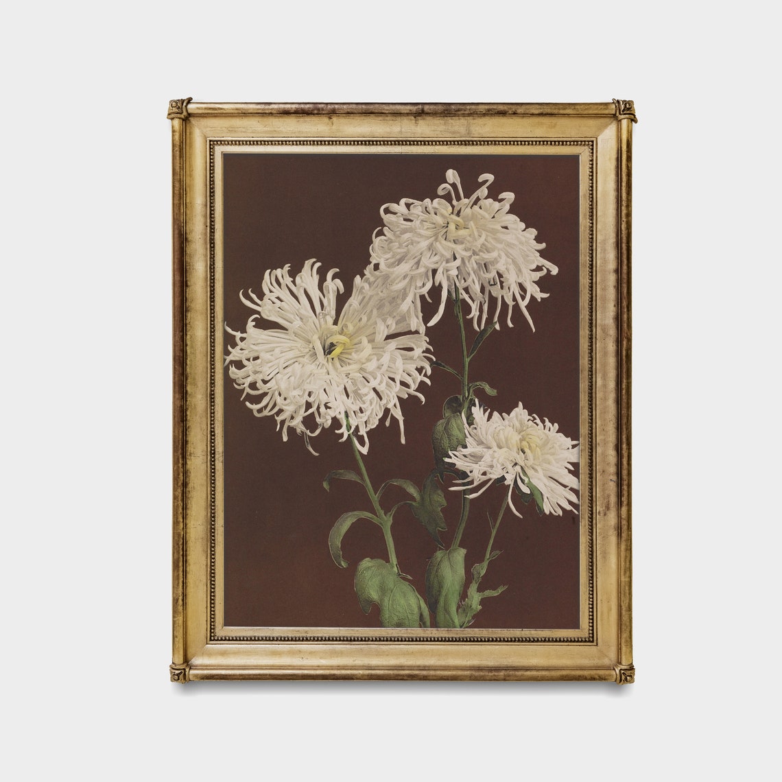 Three White Chrysanthemum Blossoms Vintage Botanical Study Poster - Image 2