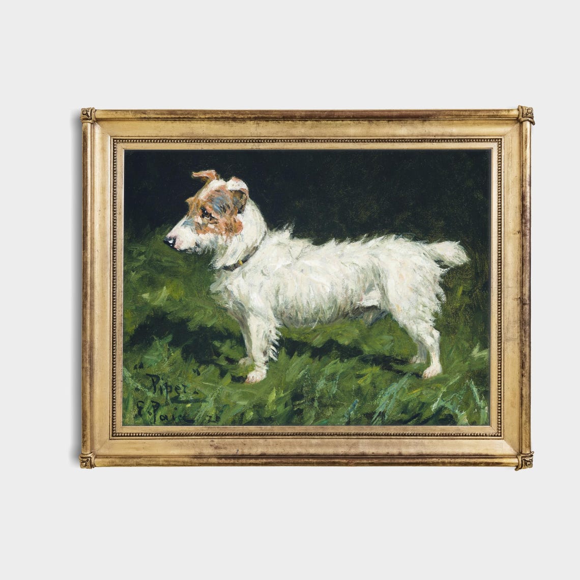 White Terrier Named Piper Standing Alert in Green Grass Poster - Image 4