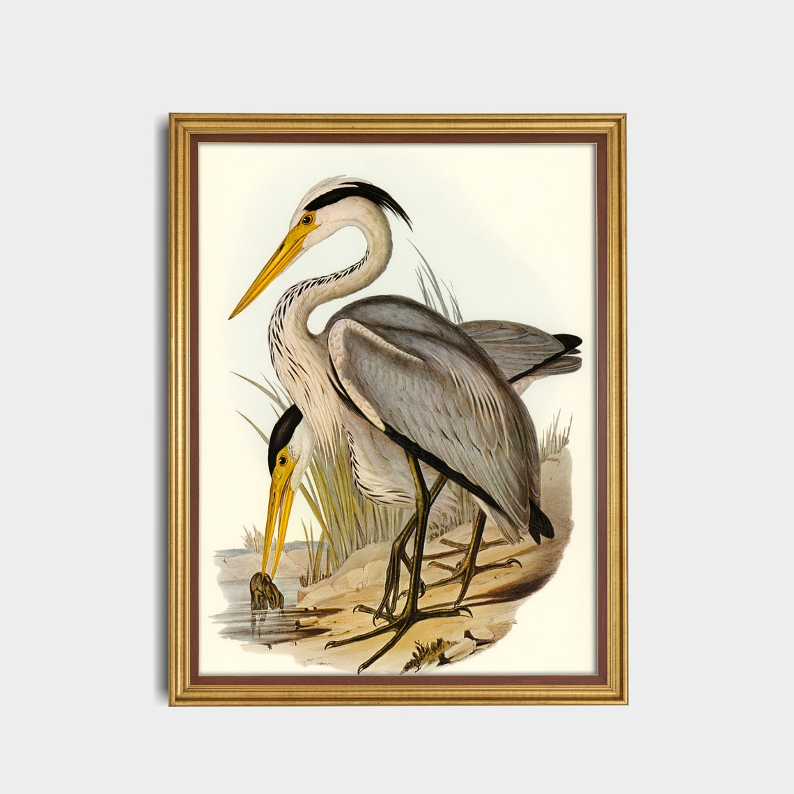 Antique Grey Heron Fishing Naturalist Bird Illustration Poster - Image 3