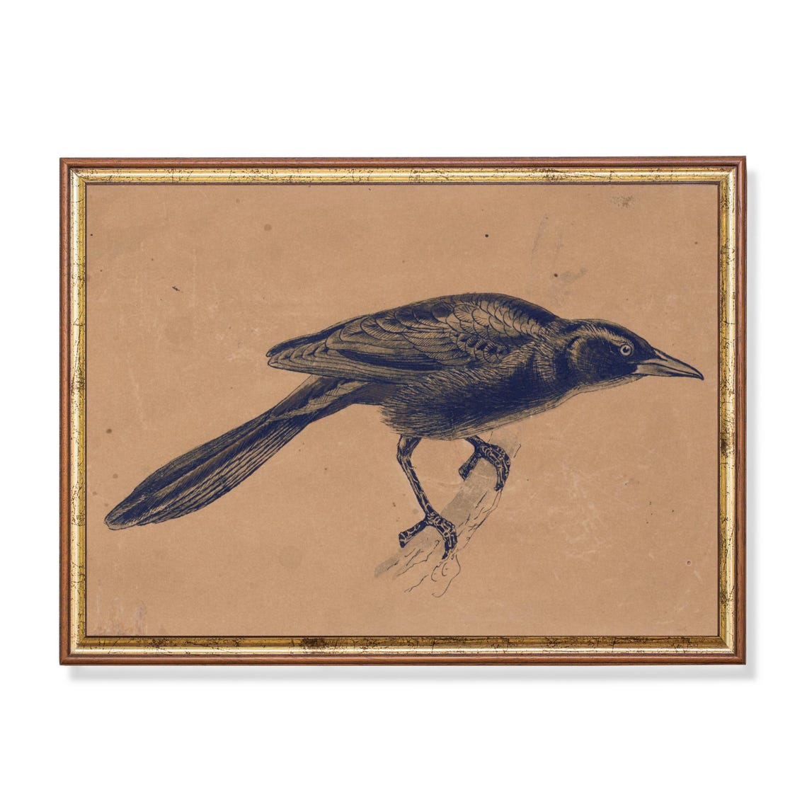 Black Crow Bird Engraving on Aged Paper Antique Naturalist Poster