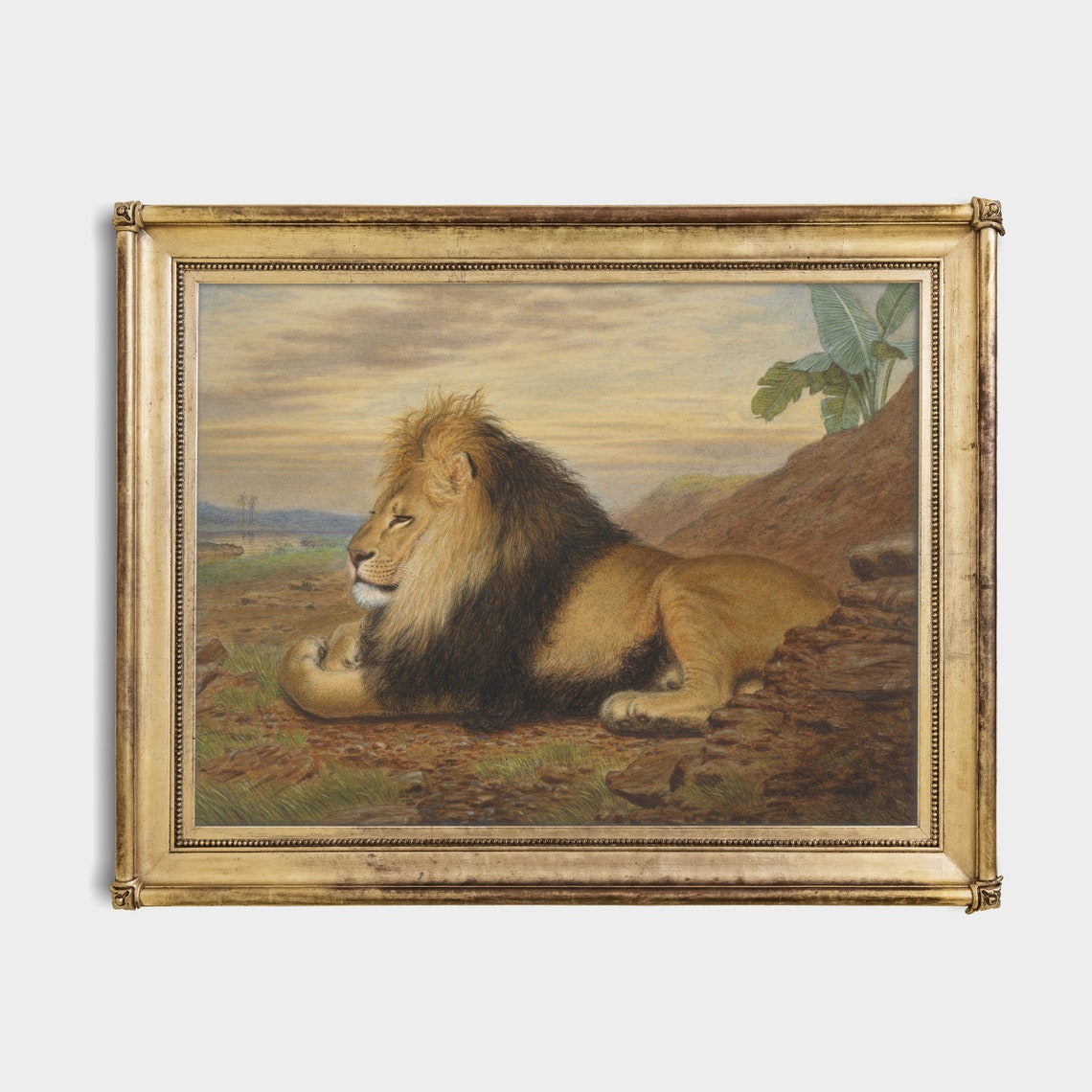 Male Lion Resting on Rocks by Water at Sunset Wildlife Poster - Image 2