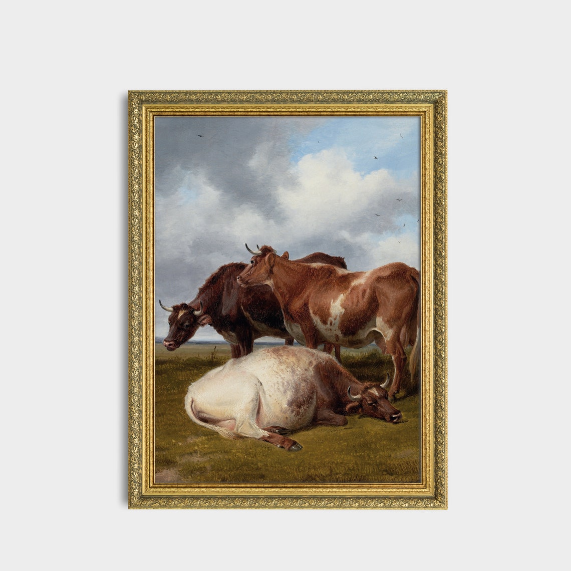 Three Brown And White Cattle Resting In The Field Under Clouds Poster - Image 2