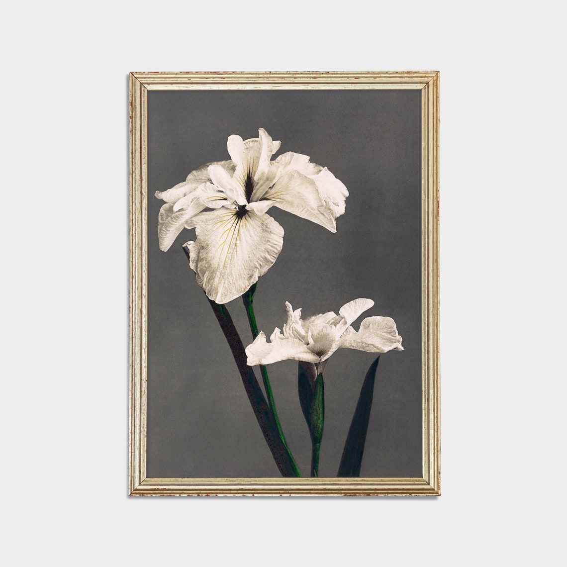 White Iris Flowers Against a Dark Background Vintage Botanical Poster - Image 2