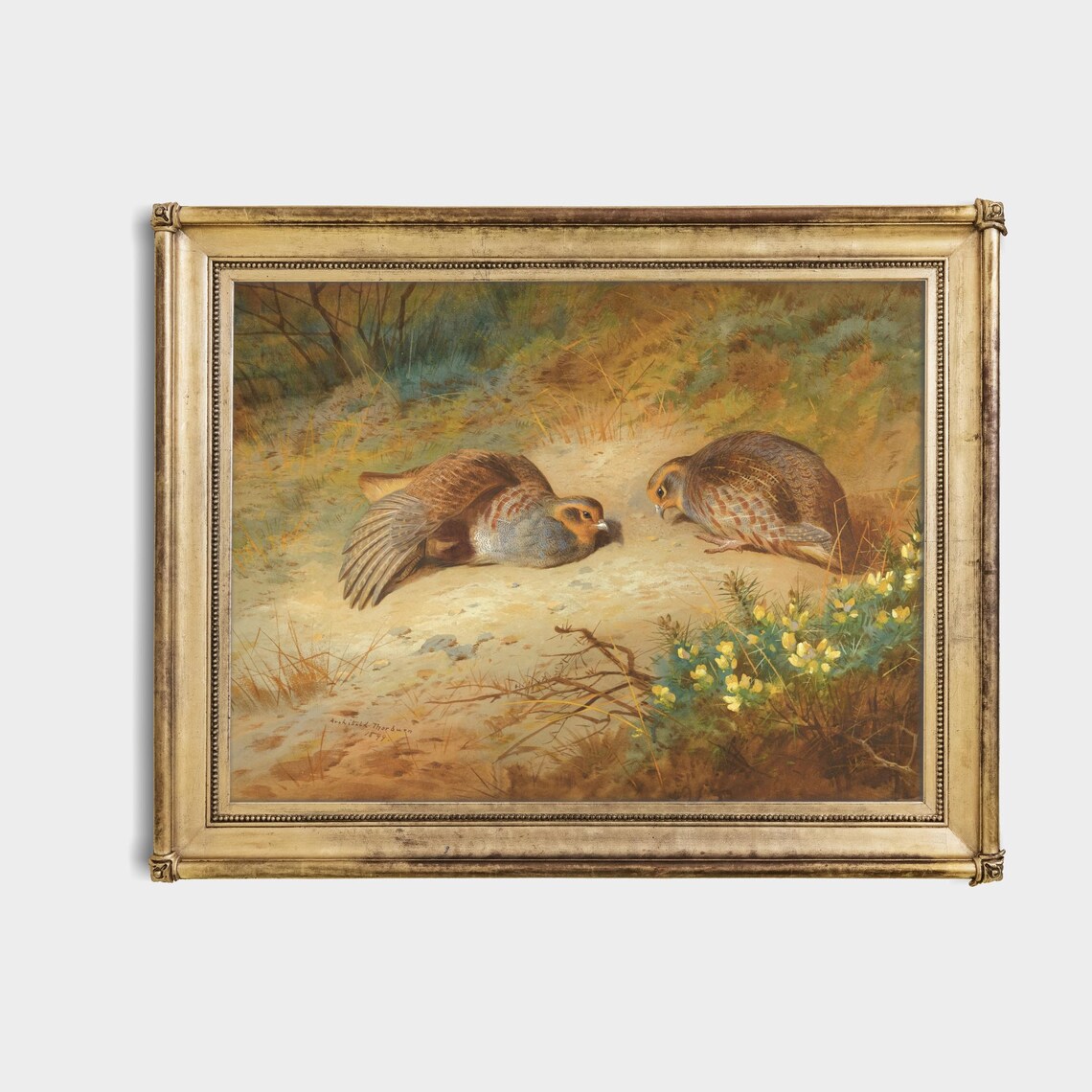 Pair Of Grey Partridges Resting In A Field Vintage Bird Poster - Image 4